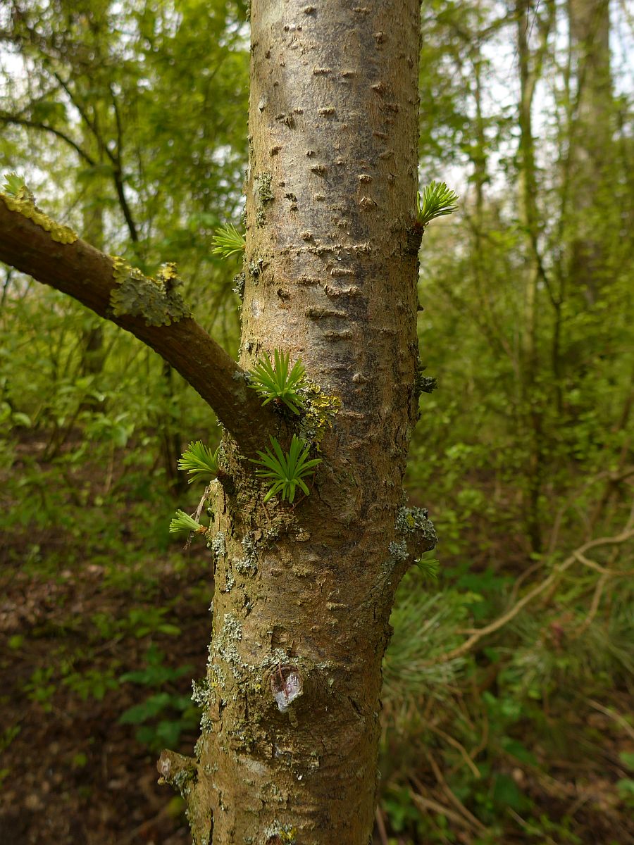 Larix decidua (door Hanneke Waller)