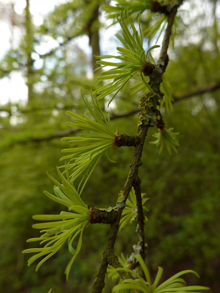 Larix decidua (door Hanneke Waller)
