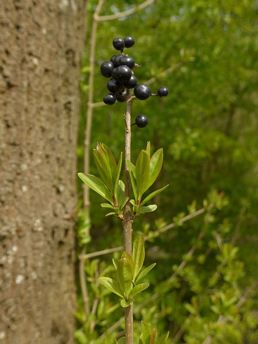 Ligustrum vulgare (door Hanneke Waller)