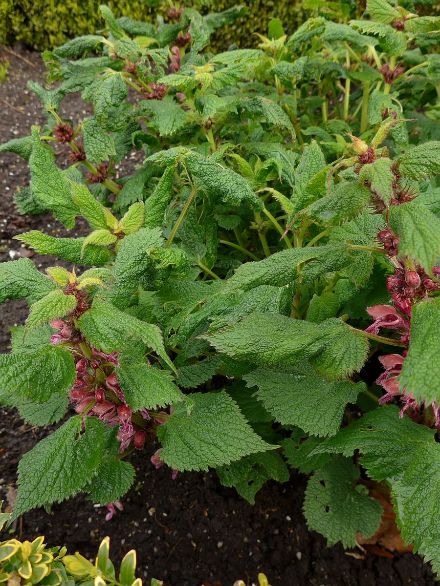 Lamium orvala (door Hanneke Waller)