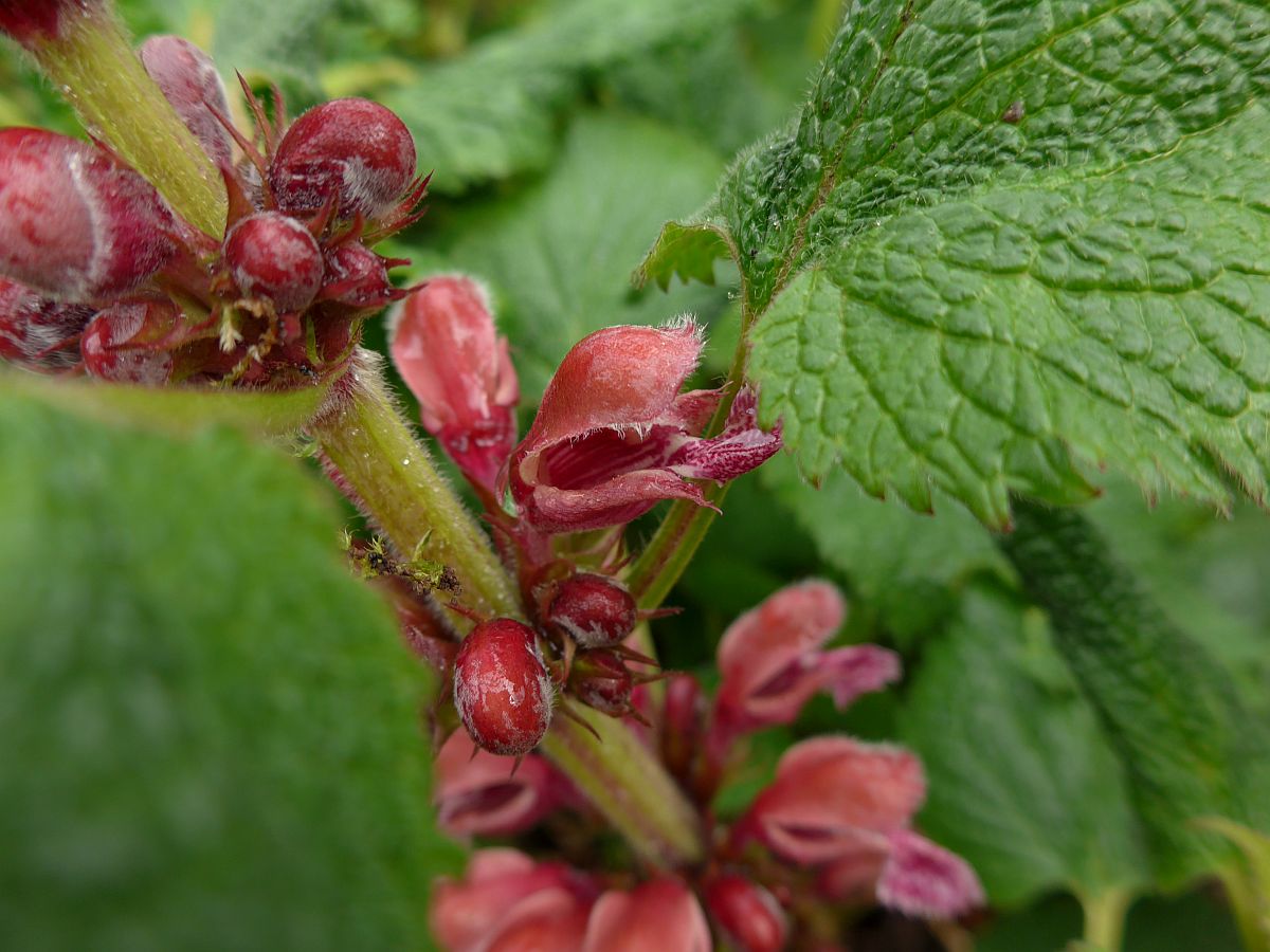 Lamium orvala (door Hanneke Waller)