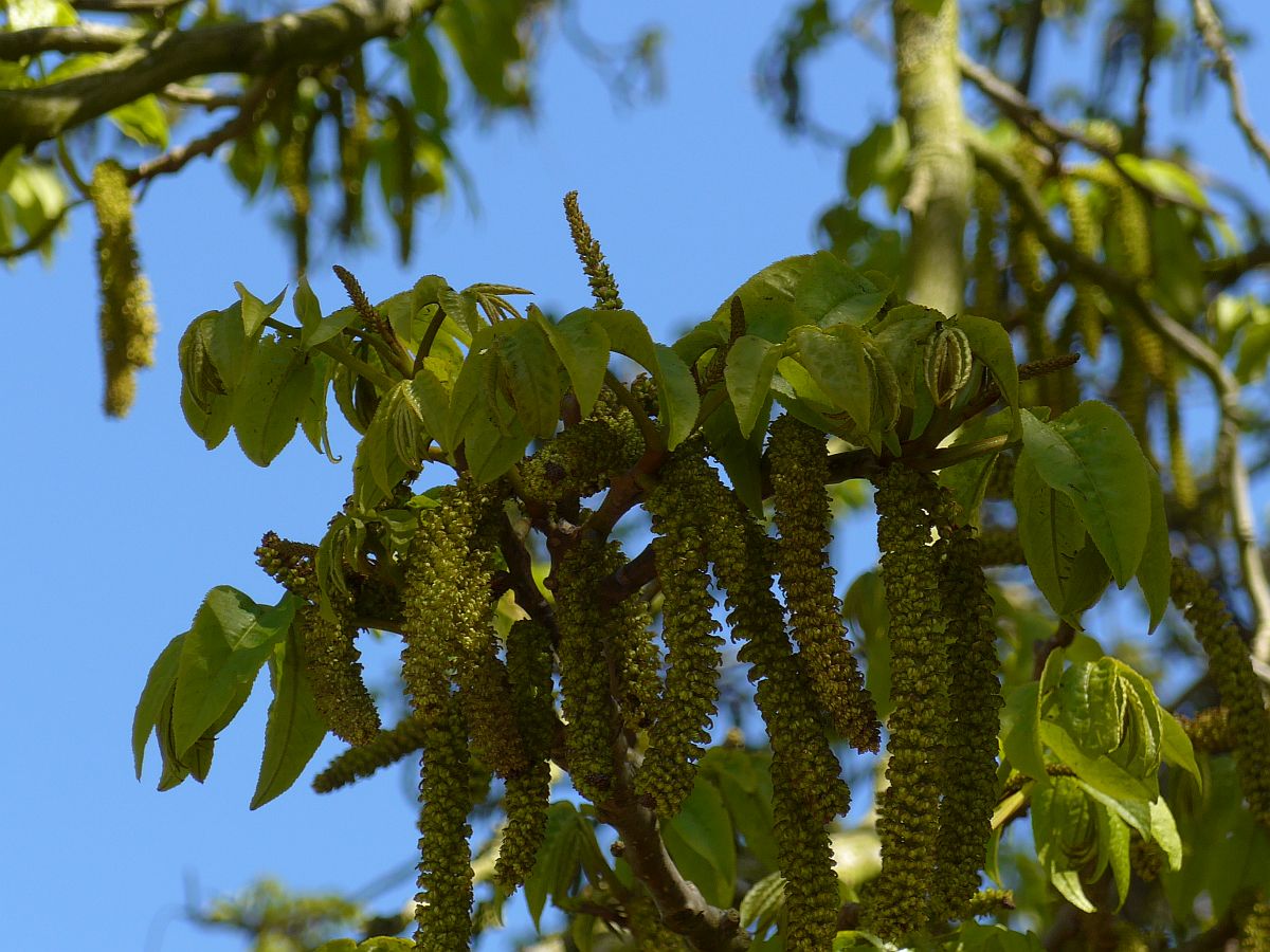 Pterocarya fraxinifolia (door Hanneke Waller)