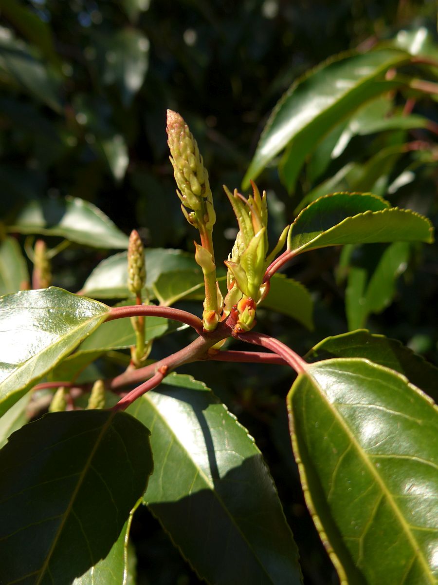 Prunus lusitanica (door Hanneke Waller)