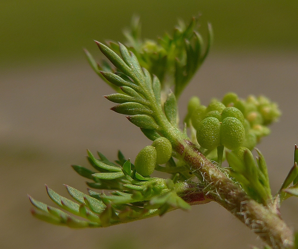 Lepidium didymum (door Hanneke Waller)