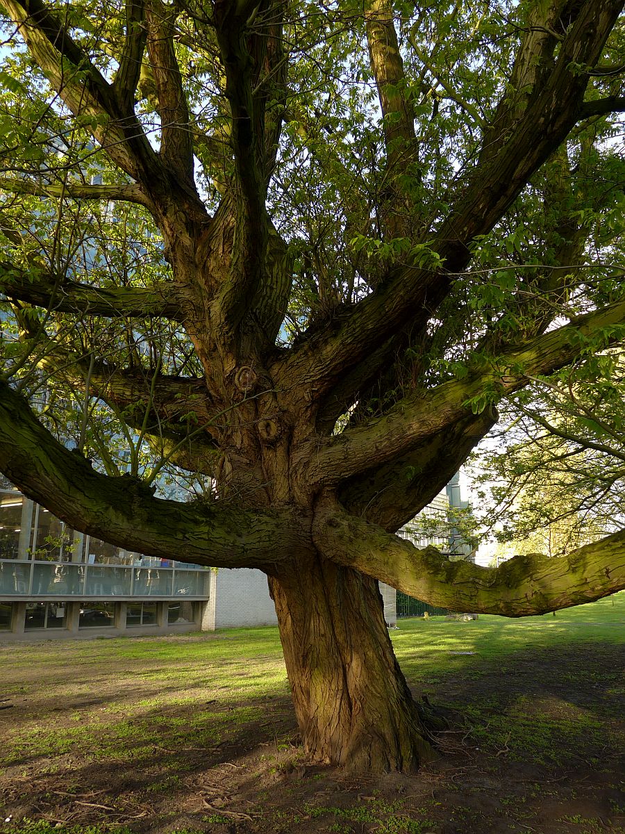 Pterocarya fraxinifolia (door Hanneke Waller)