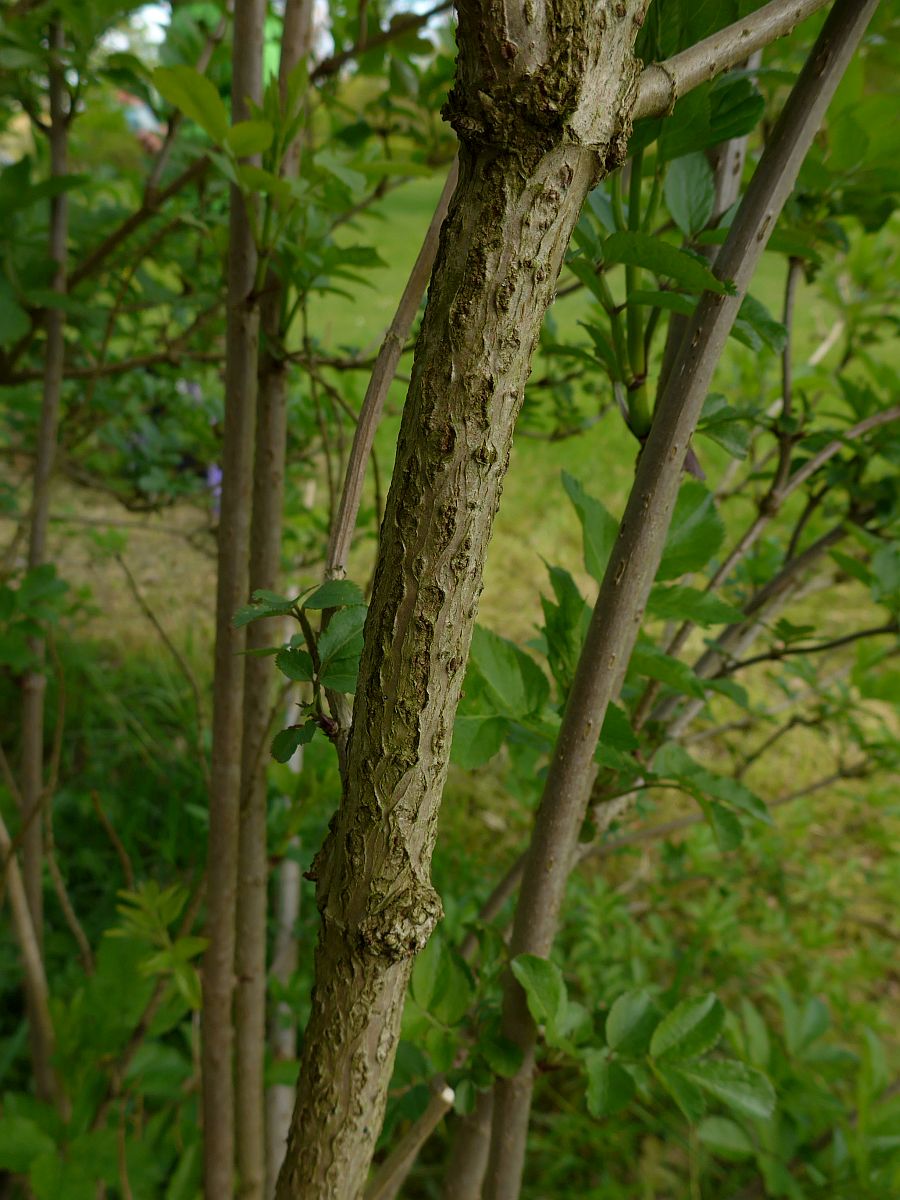 Sambucus nigra (door Hanneke Waller)