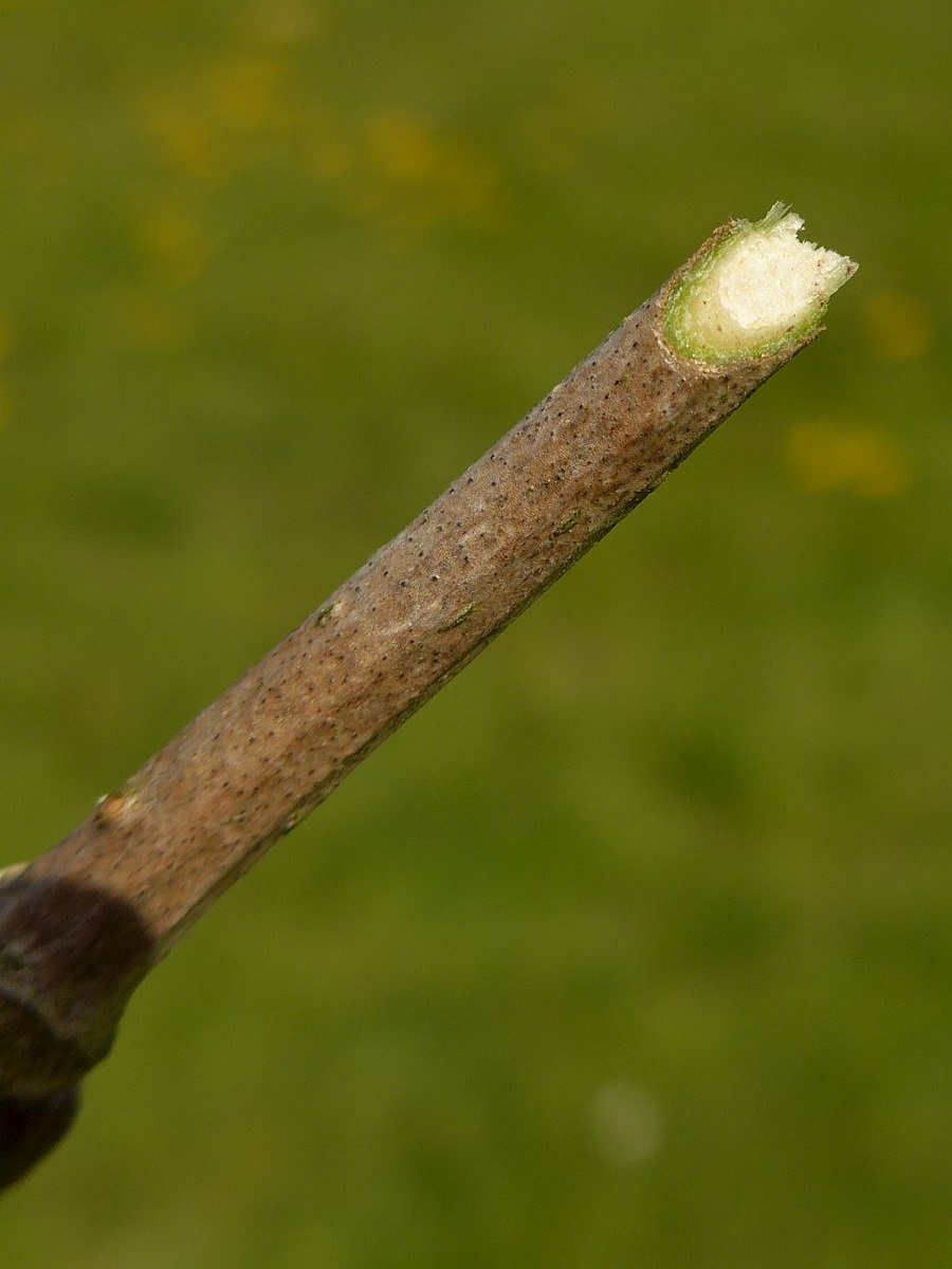 Sambucus nigra (door Hanneke Waller)