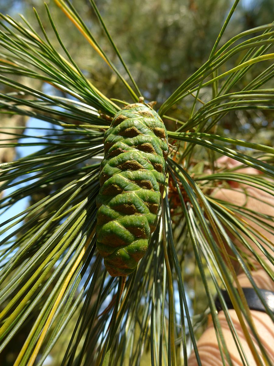 Pinus strobus (door Hanneke Waller)