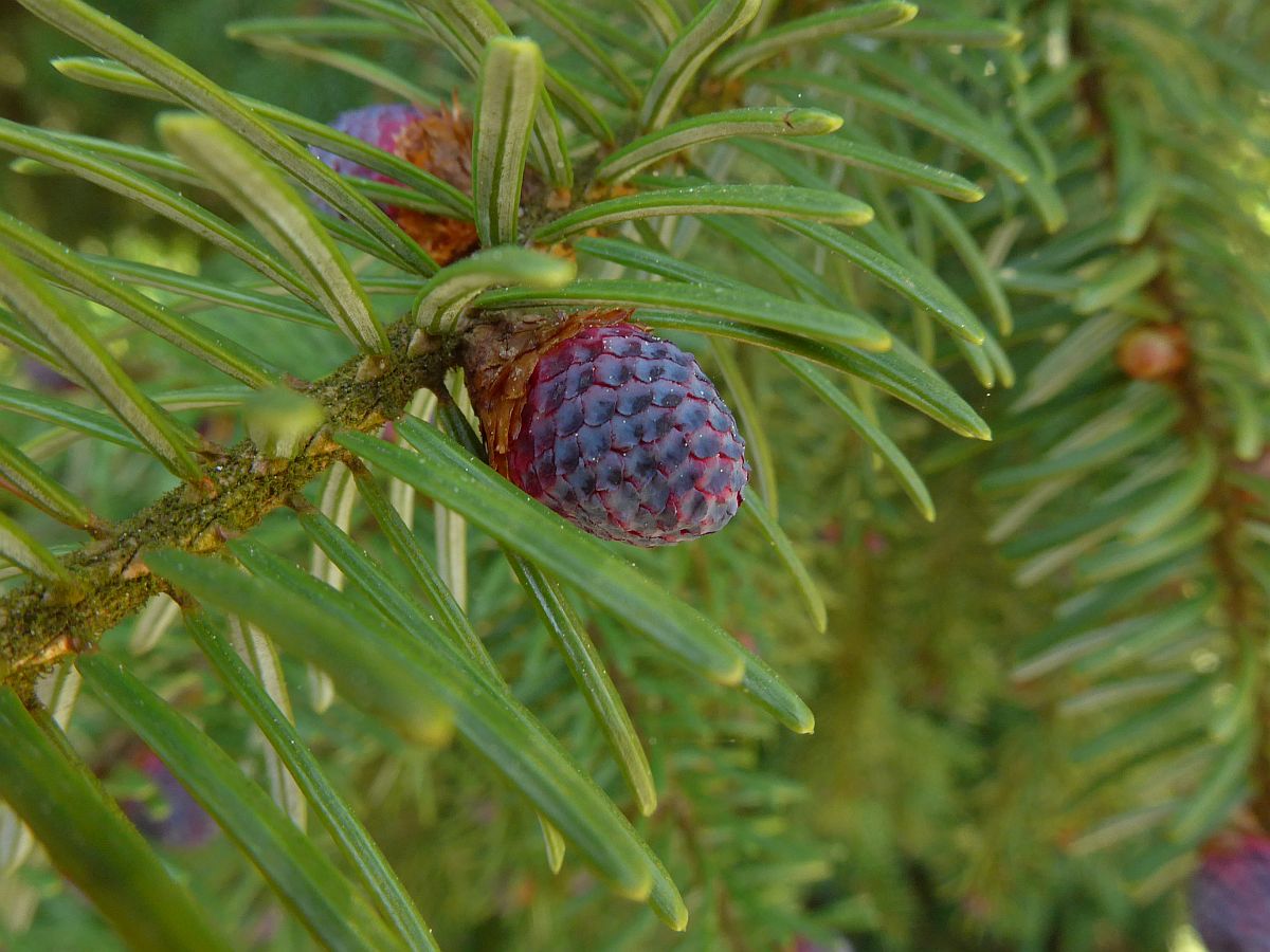 Picea omorika (door Hanneke Waller)