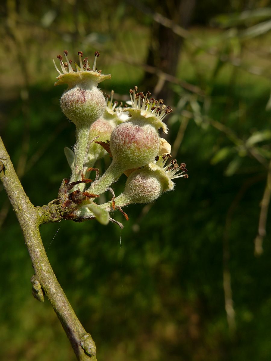 Pyrus salicifolia (door Hanneke Waller)