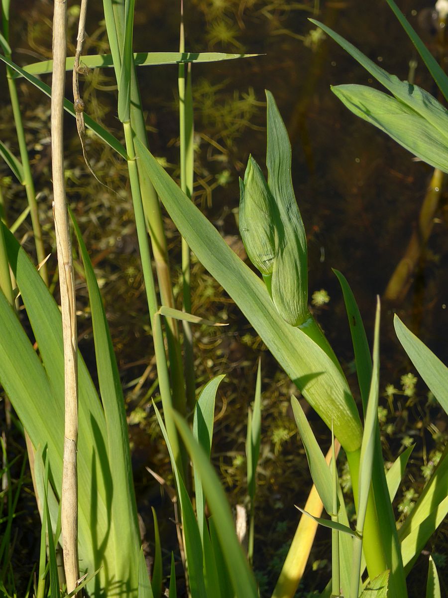 Iris pseudacorus (door Hanneke Waller)