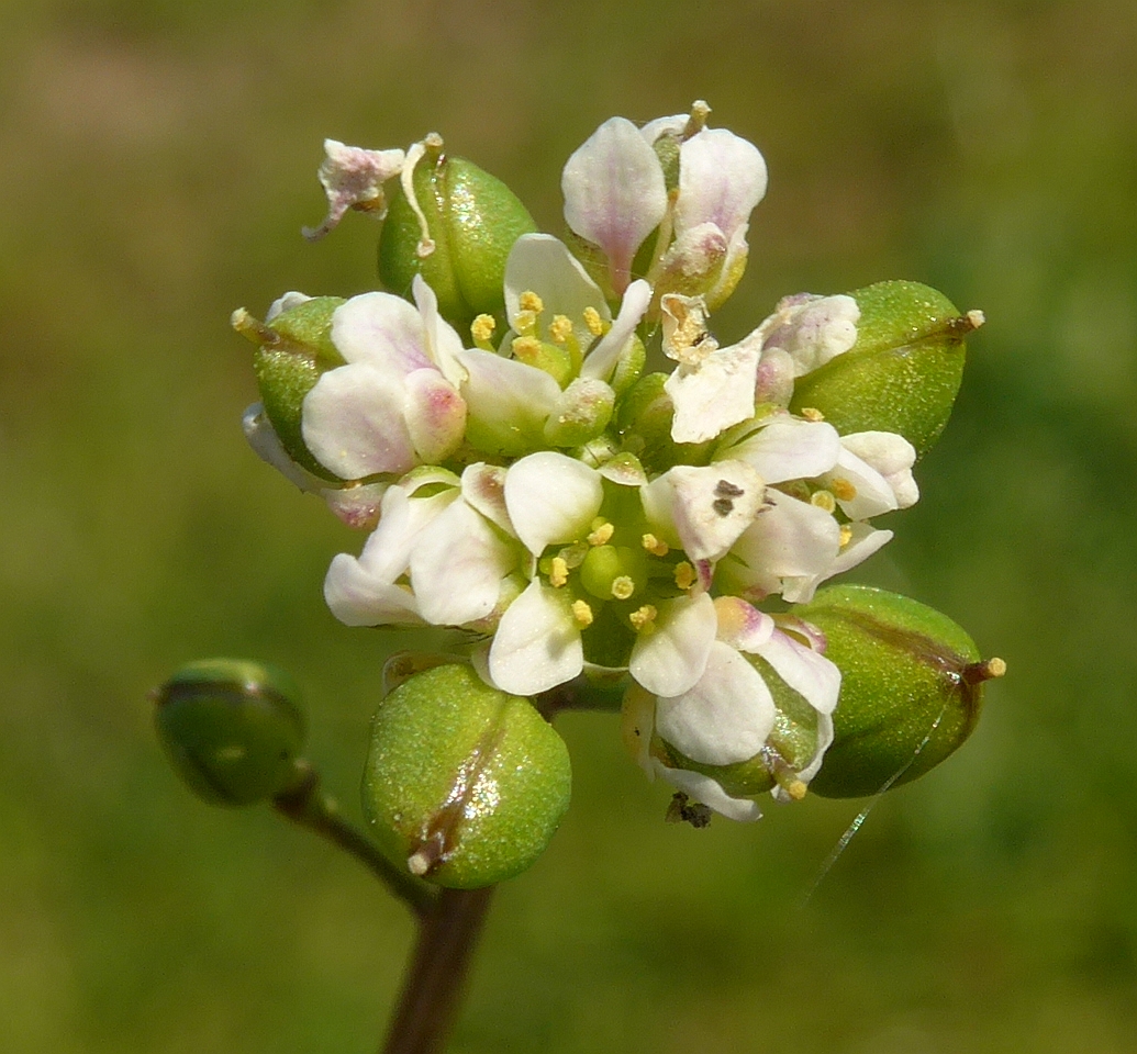 Cochlearia danica (door Hanneke Waller)