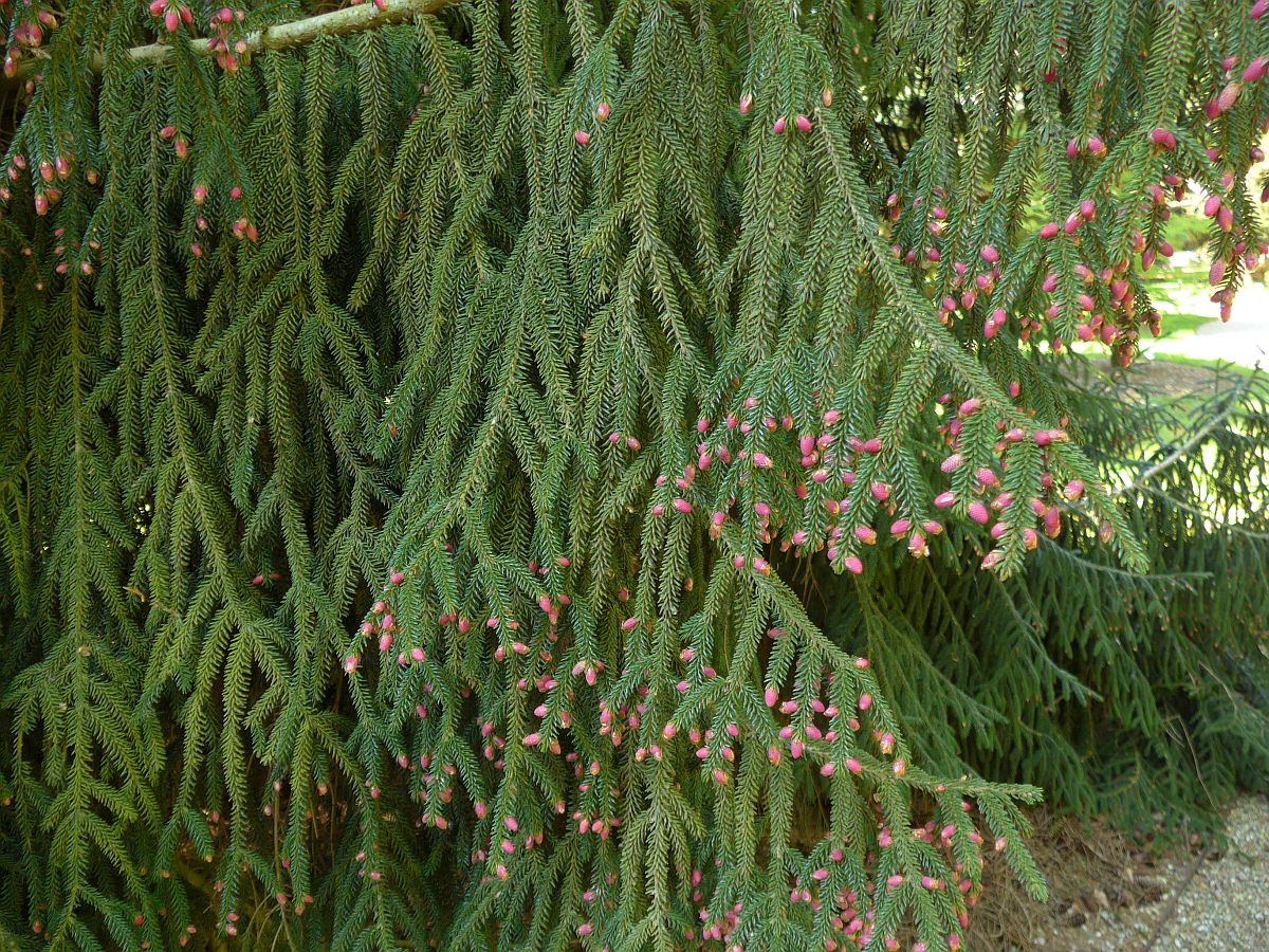 Picea orientalis (door Hanneke Waller)