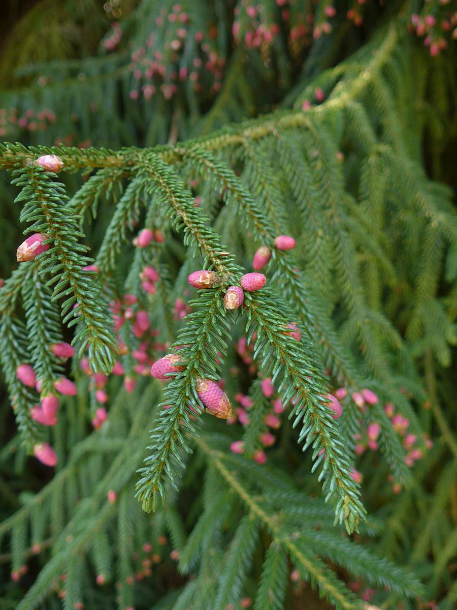 Picea orientalis (door Hanneke Waller)