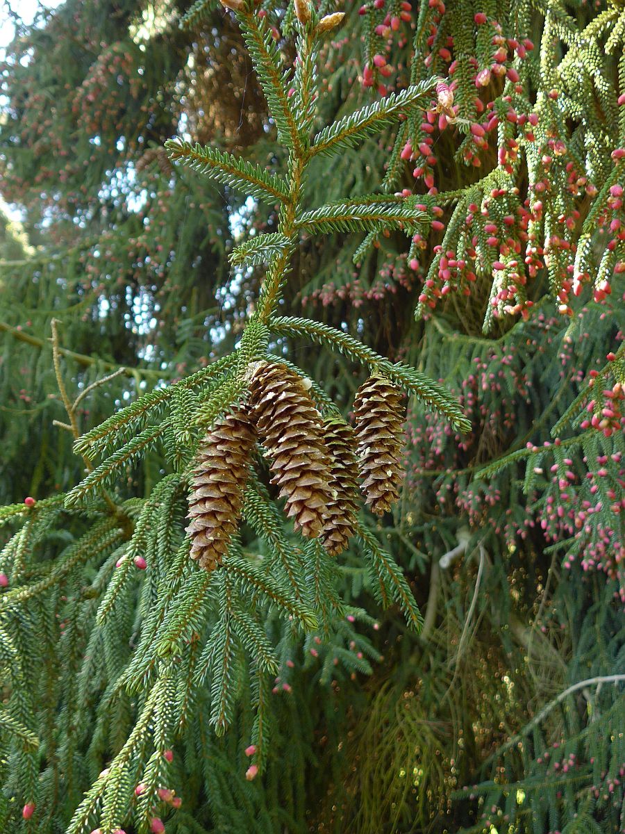 Picea orientalis (door Hanneke Waller)