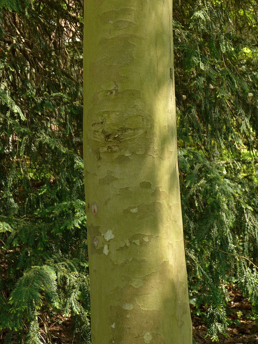 Platanus orientalis (door Hanneke Waller)