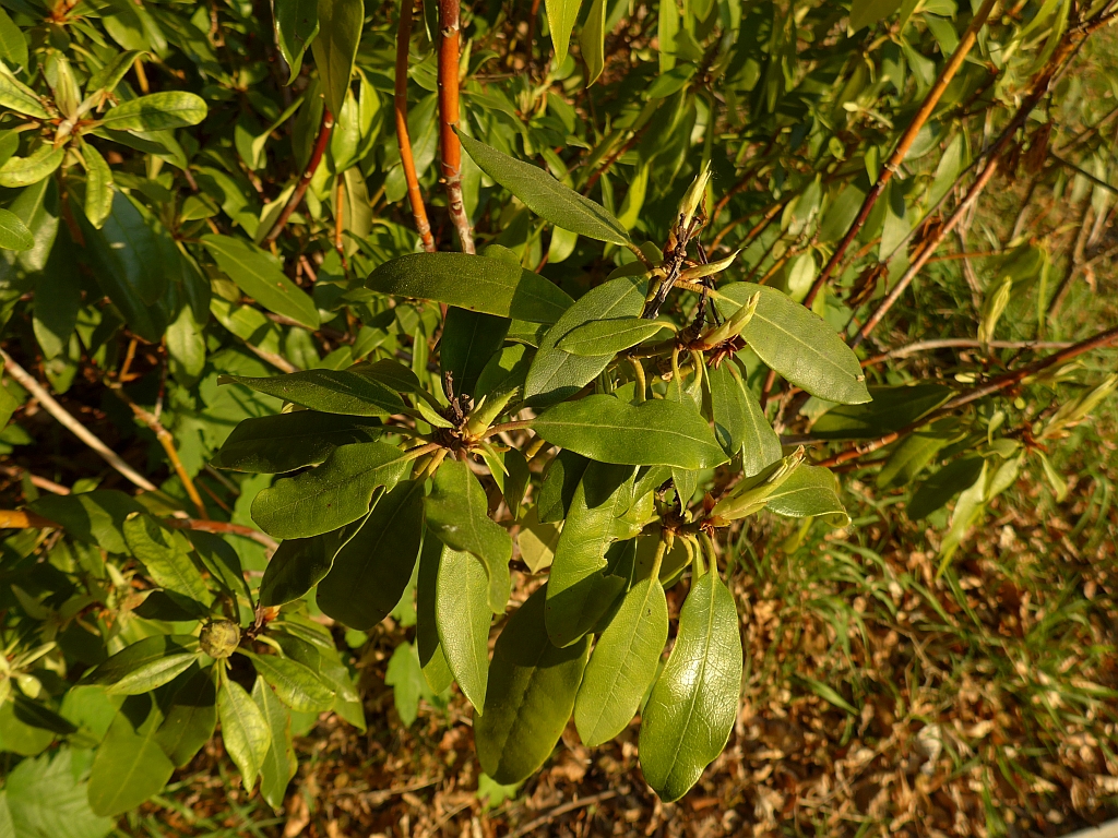 Rhododendron ponticum (door Hanneke Waller)