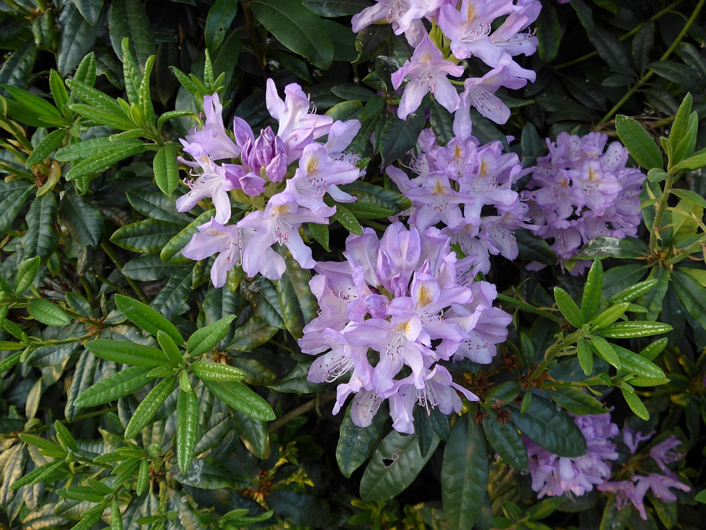 Rhododendron ponticum (door Hanneke Waller)