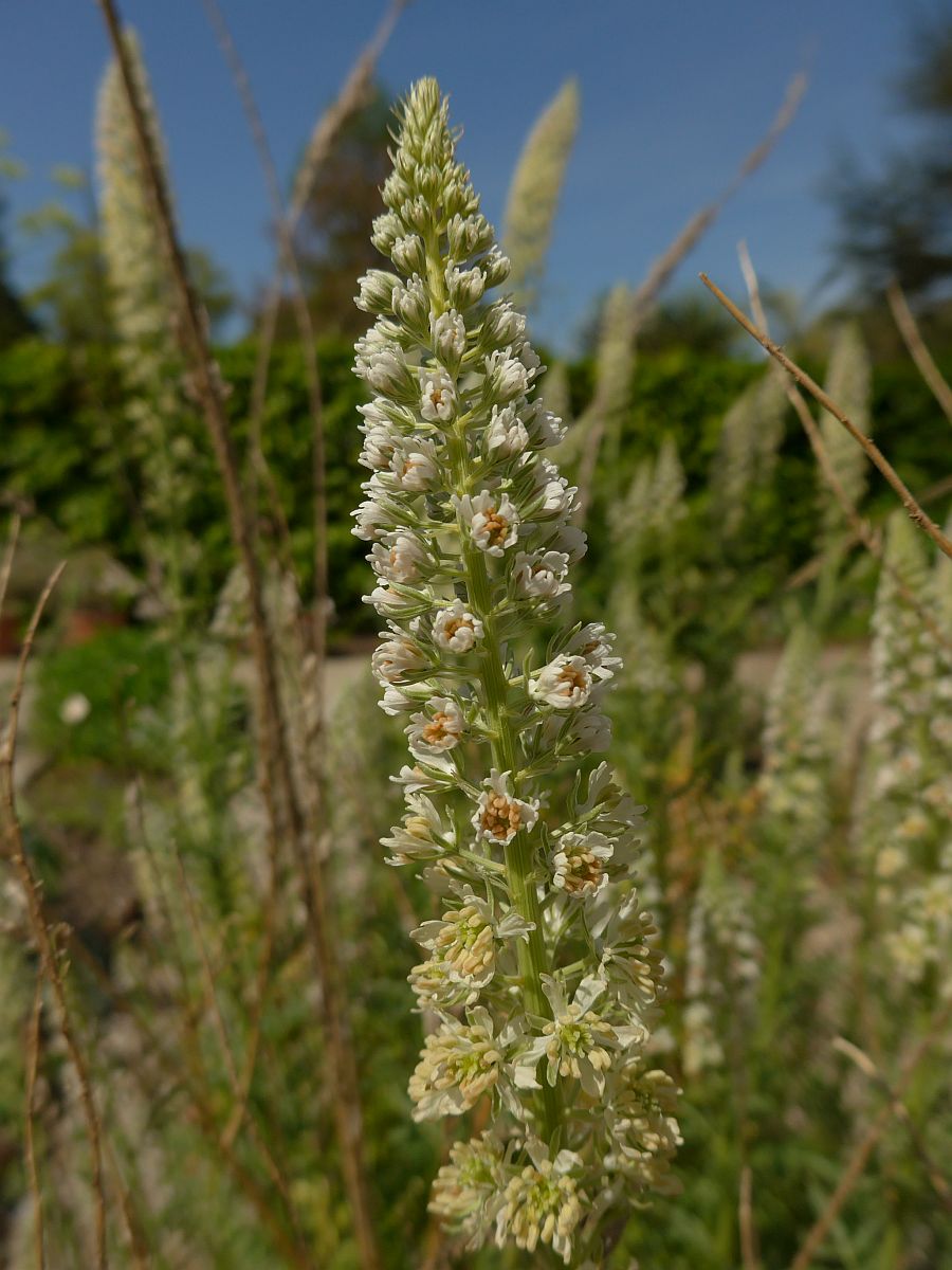 Reseda alba (door Hanneke Waller)