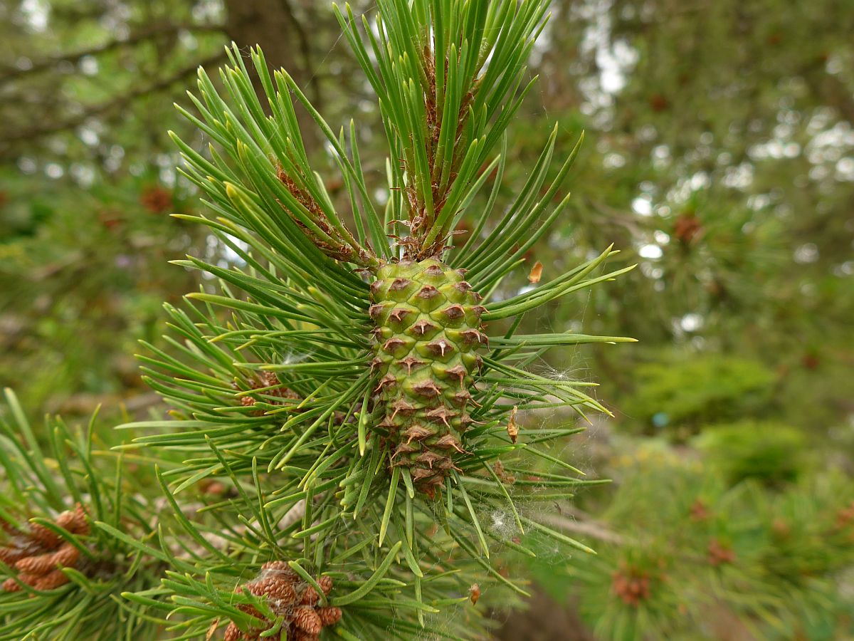 Pinus banksiana (door Hanneke Waller)