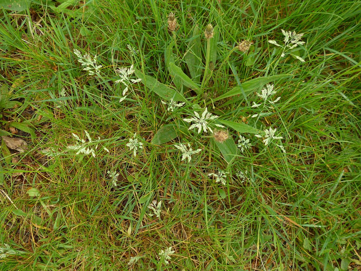 Poa pratensis subsp. pratensis (door Hanneke Waller)