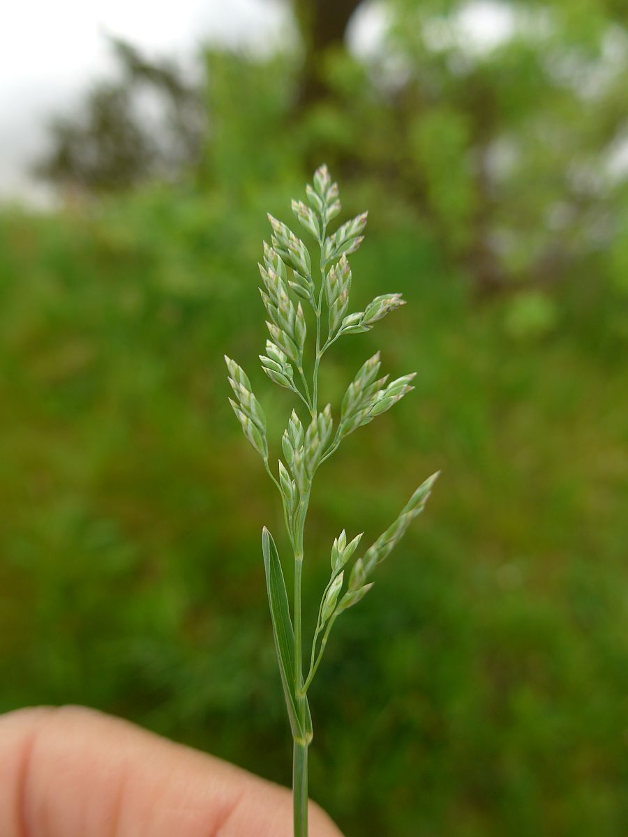 Poa pratensis subsp. pratensis (door Hanneke Waller)