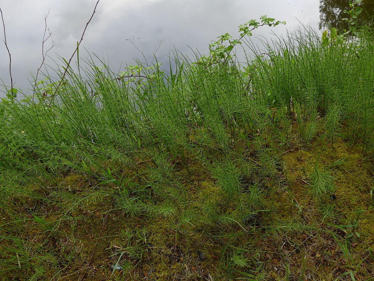 Equisetum x litorale (door Hanneke Waller)