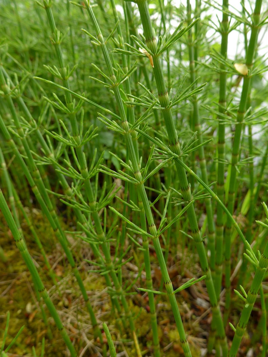 Equisetum x litorale (door Hanneke Waller)