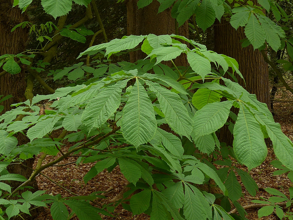 Aesculus hippocastanum (door Hanneke Waller)