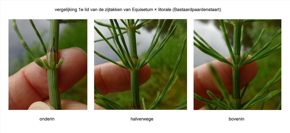 Equisetum x litorale (door Hanneke Waller)