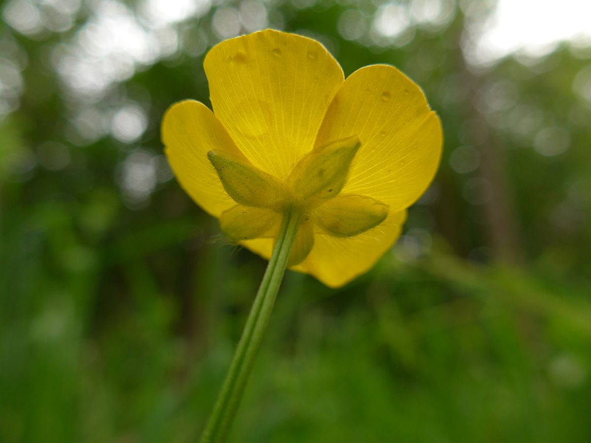 Ranunculus repens (door Hanneke Waller)