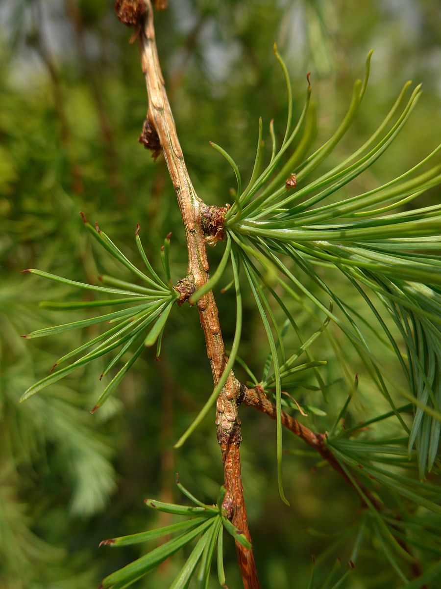 Larix kaempferi (door Hanneke Waller)