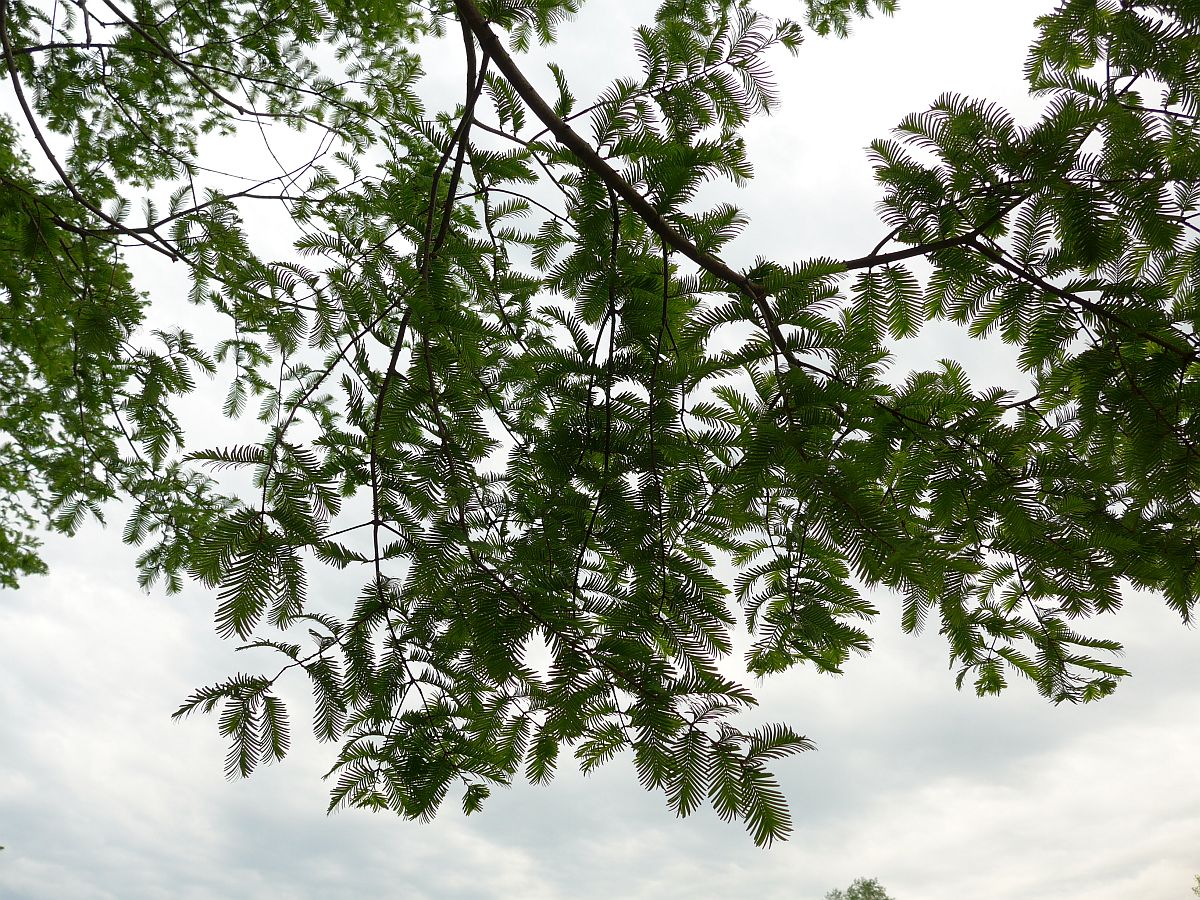 Metasequoia glyptostroboides (door Hanneke Waller)