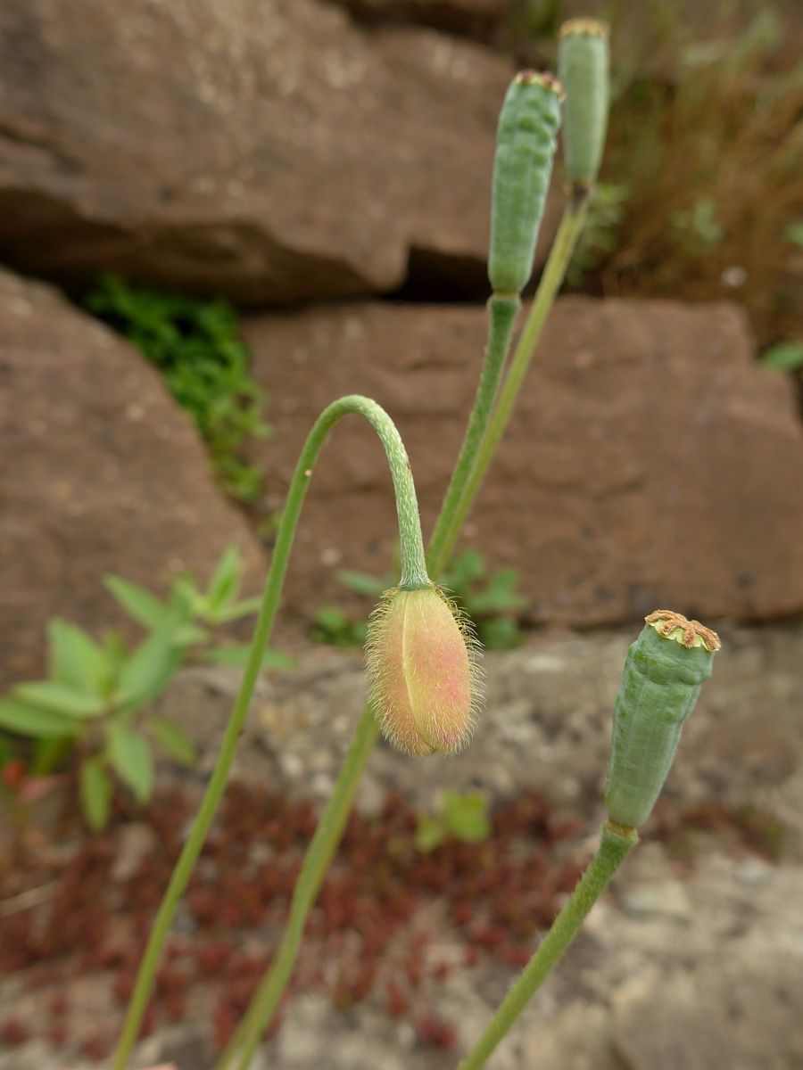 Papaver atlanticum (door Hanneke Waller)