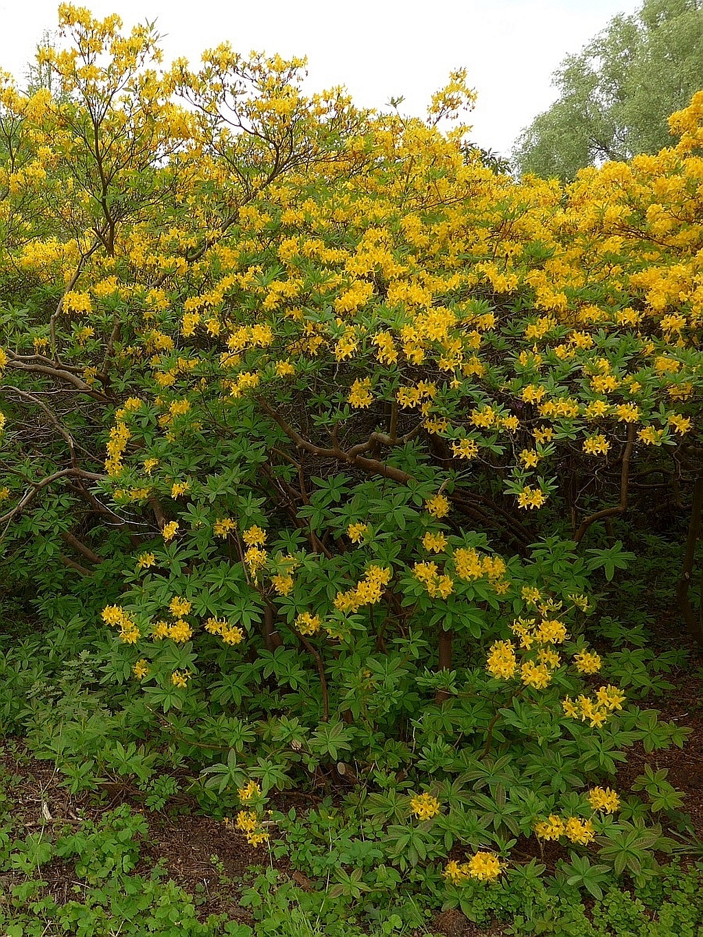 Rhododendron luteum (door Hanneke Waller)