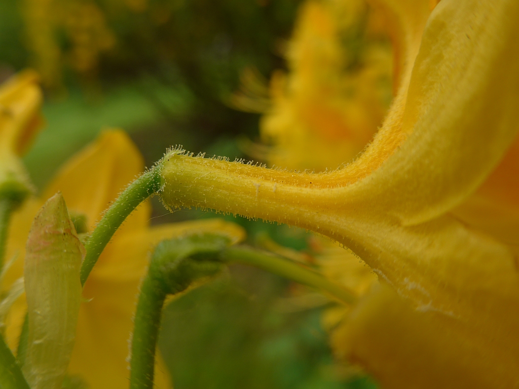 Rhododendron luteum (door Hanneke Waller)