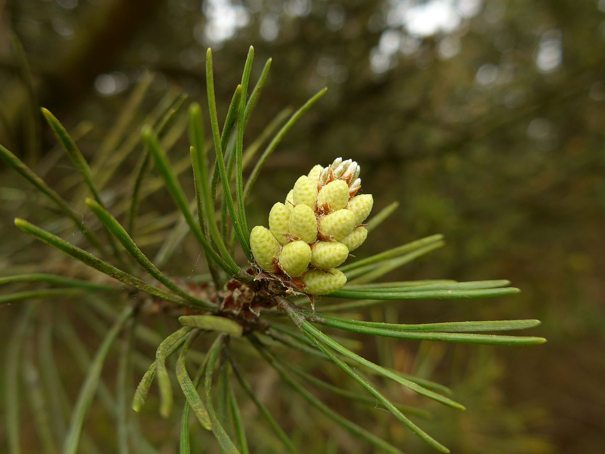Pinus mugo (door Hanneke Waller)