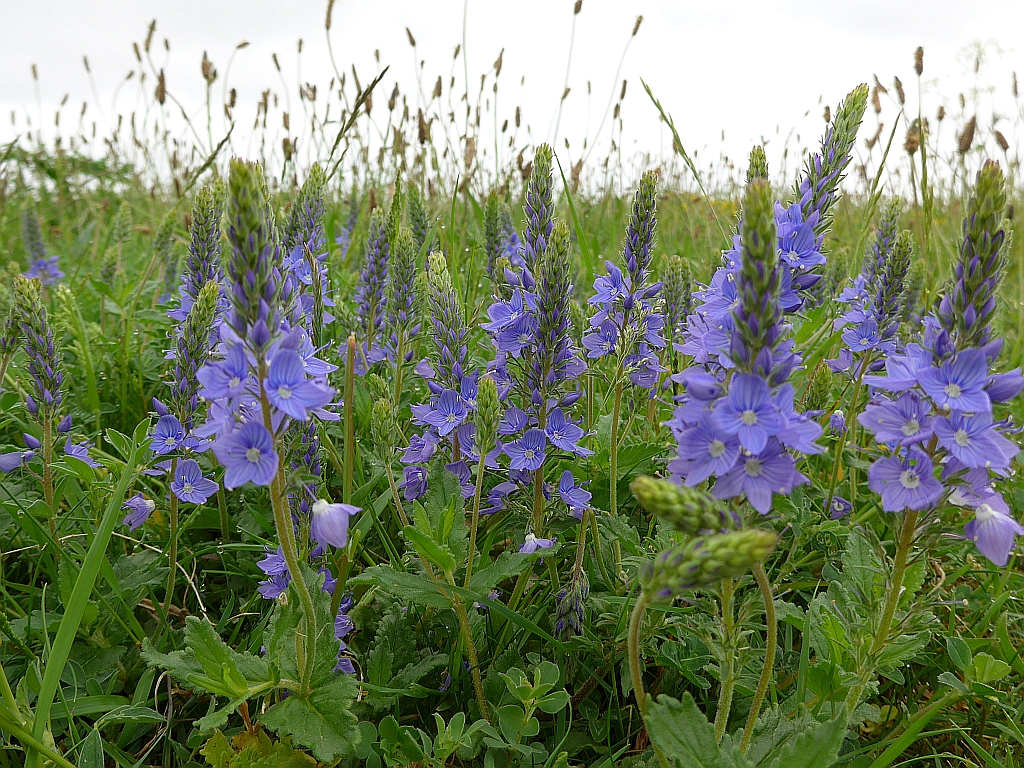 Veronica austriaca subsp. teucrium (door Hanneke Waller)