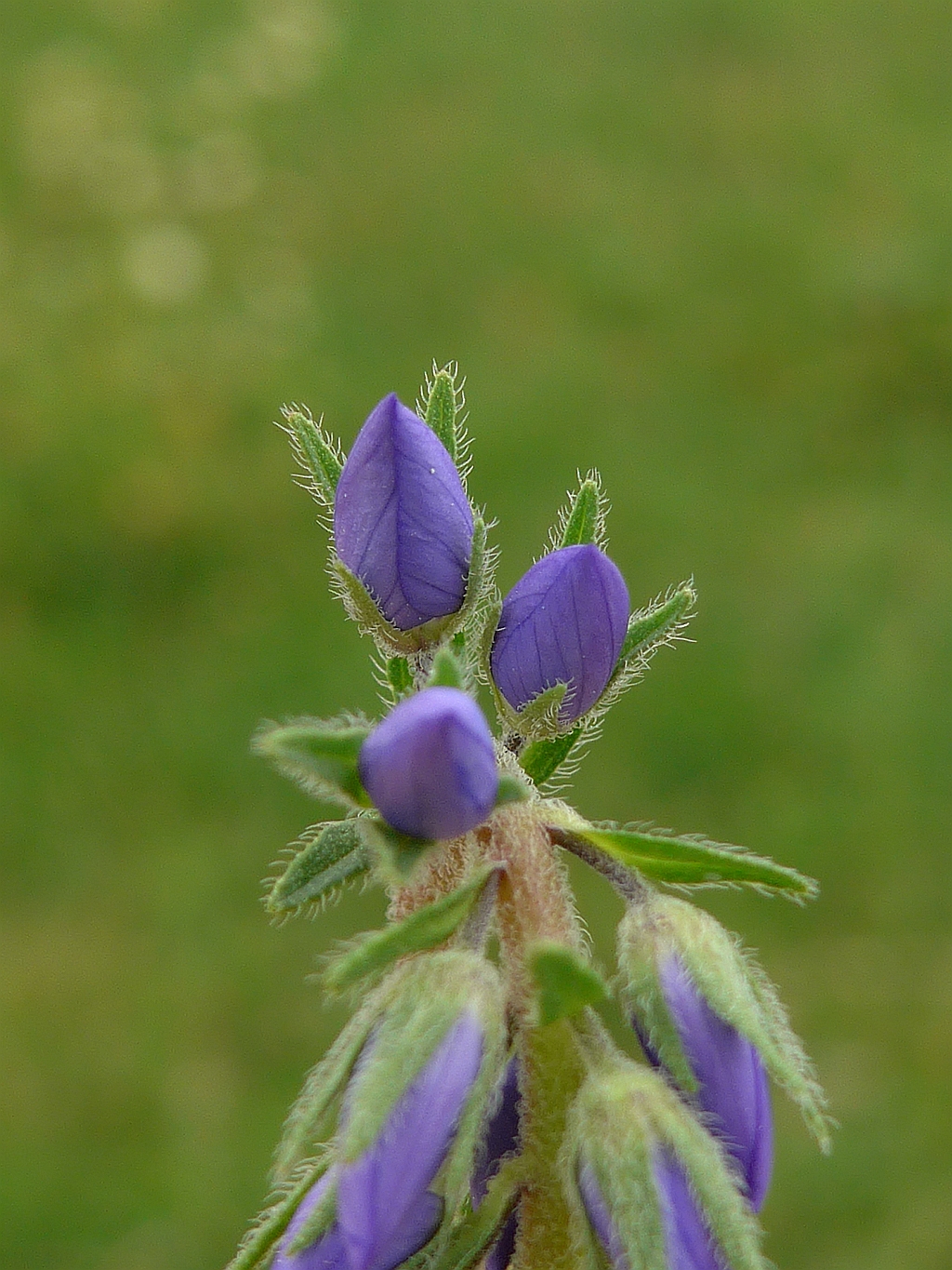 Veronica austriaca subsp. teucrium (door Hanneke Waller)