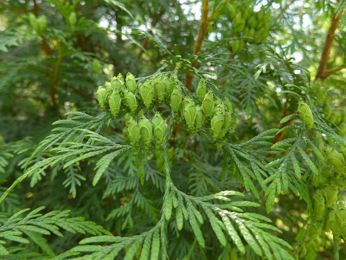 Thuja plicata (door Hanneke Waller)