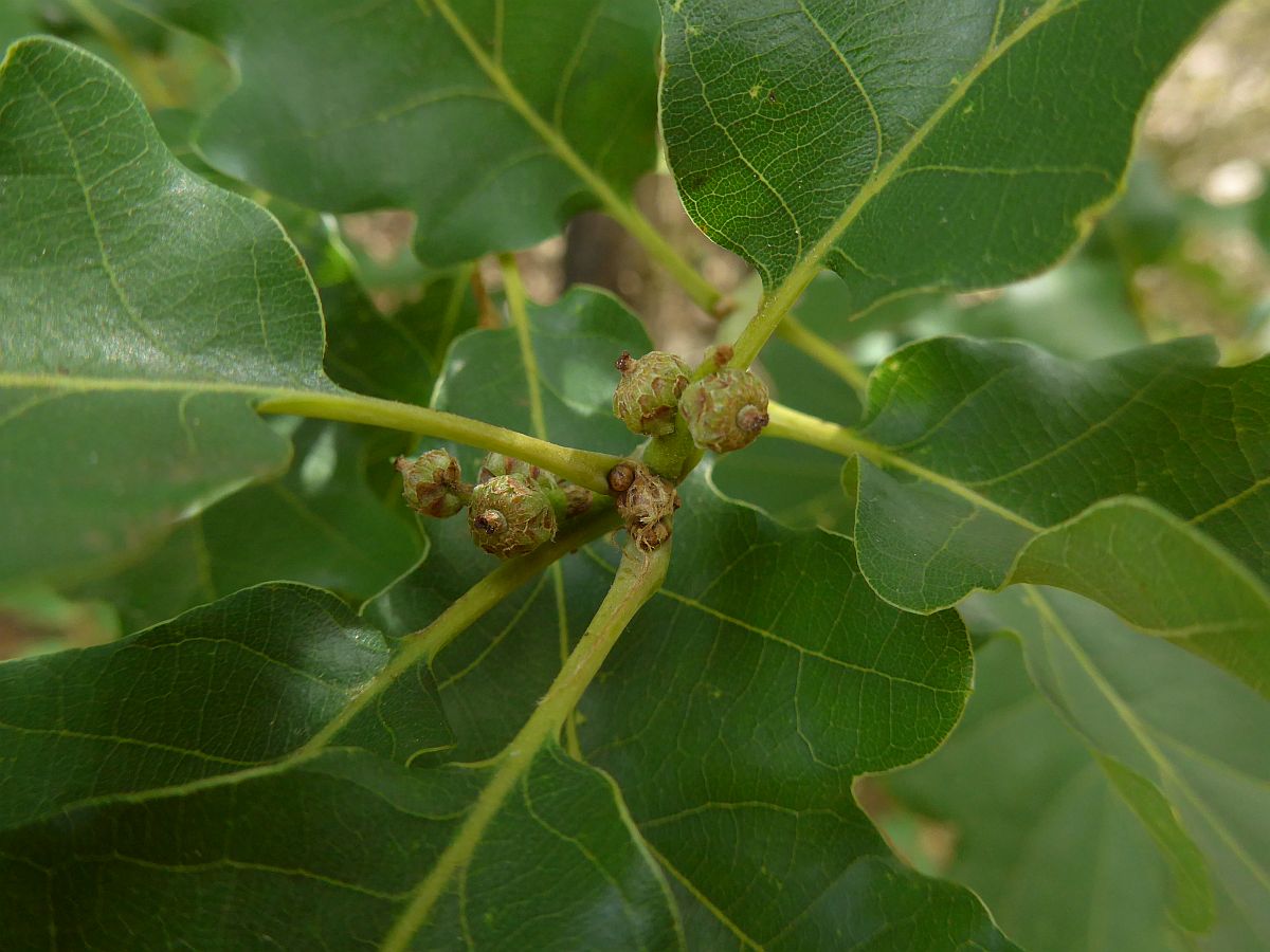 Quercus petraea (door Hanneke Waller)