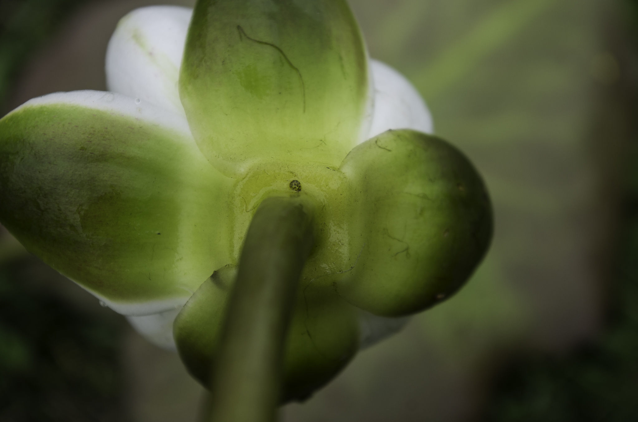 Nymphaea candida (door Rense Haveman)