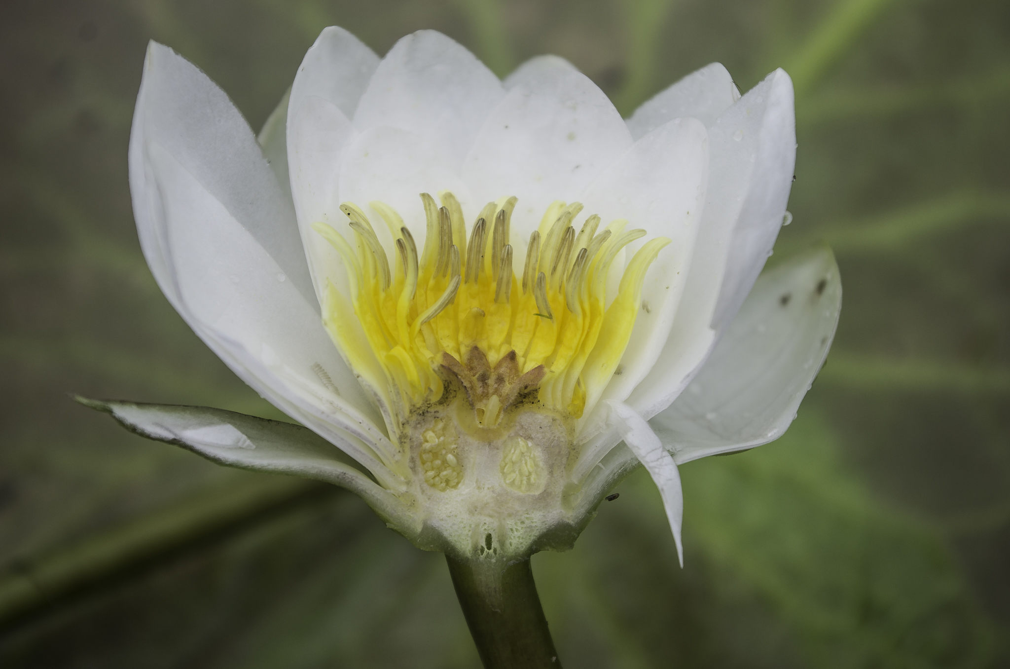 Nymphaea candida (door Rense Haveman)