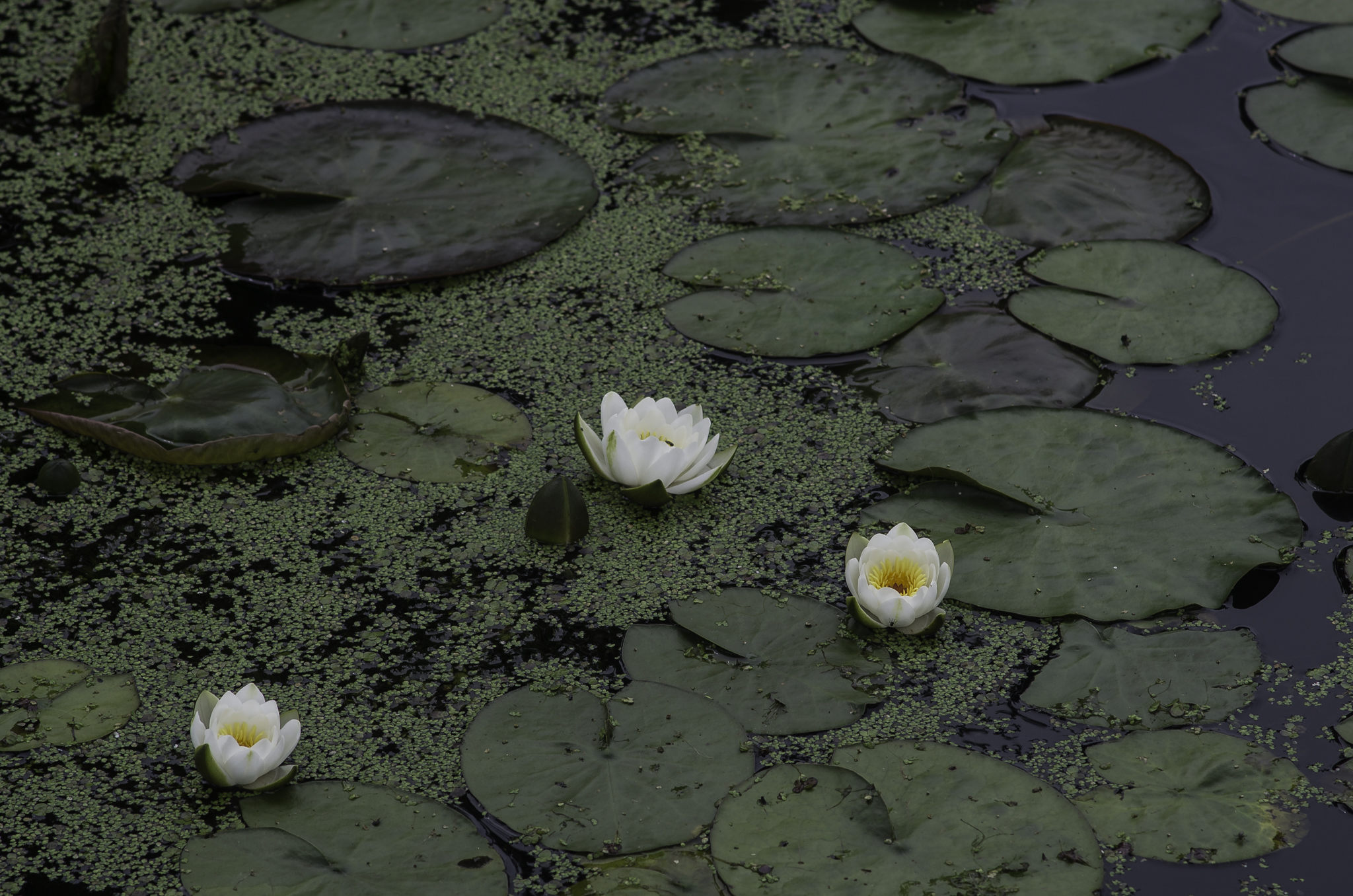 Nymphaea candida (door Rense Haveman)