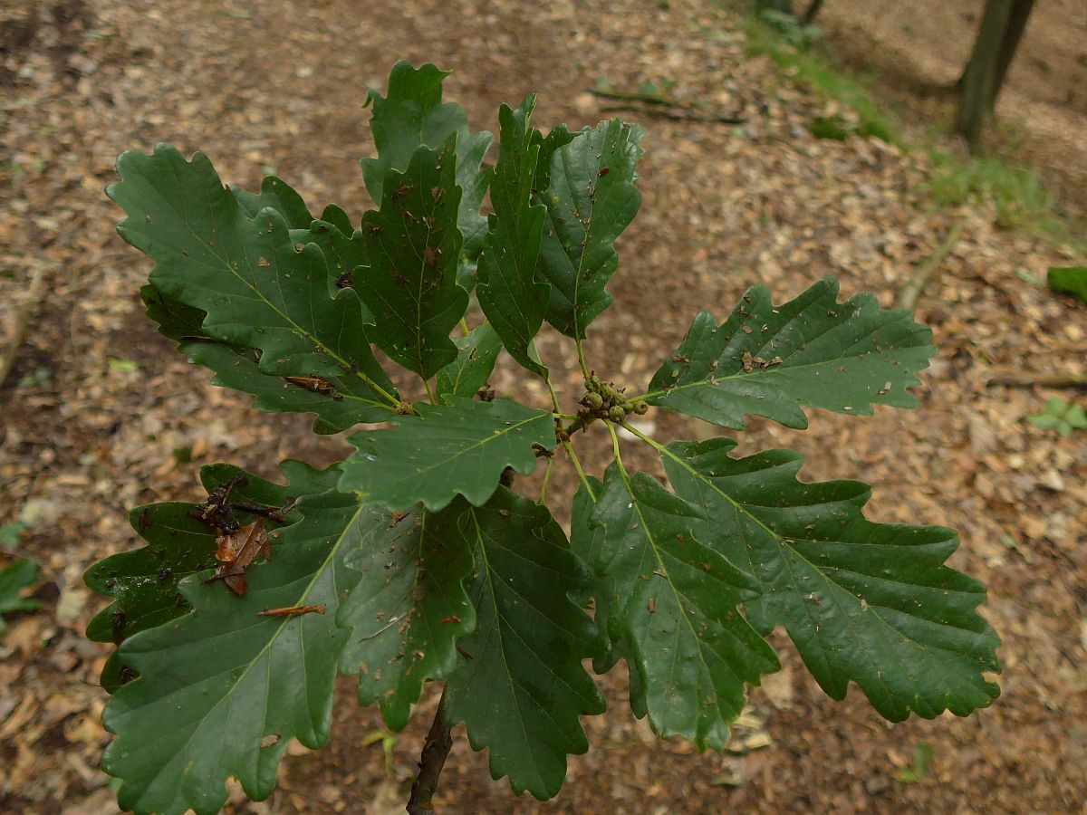 Quercus petraea (door Hanneke Waller)