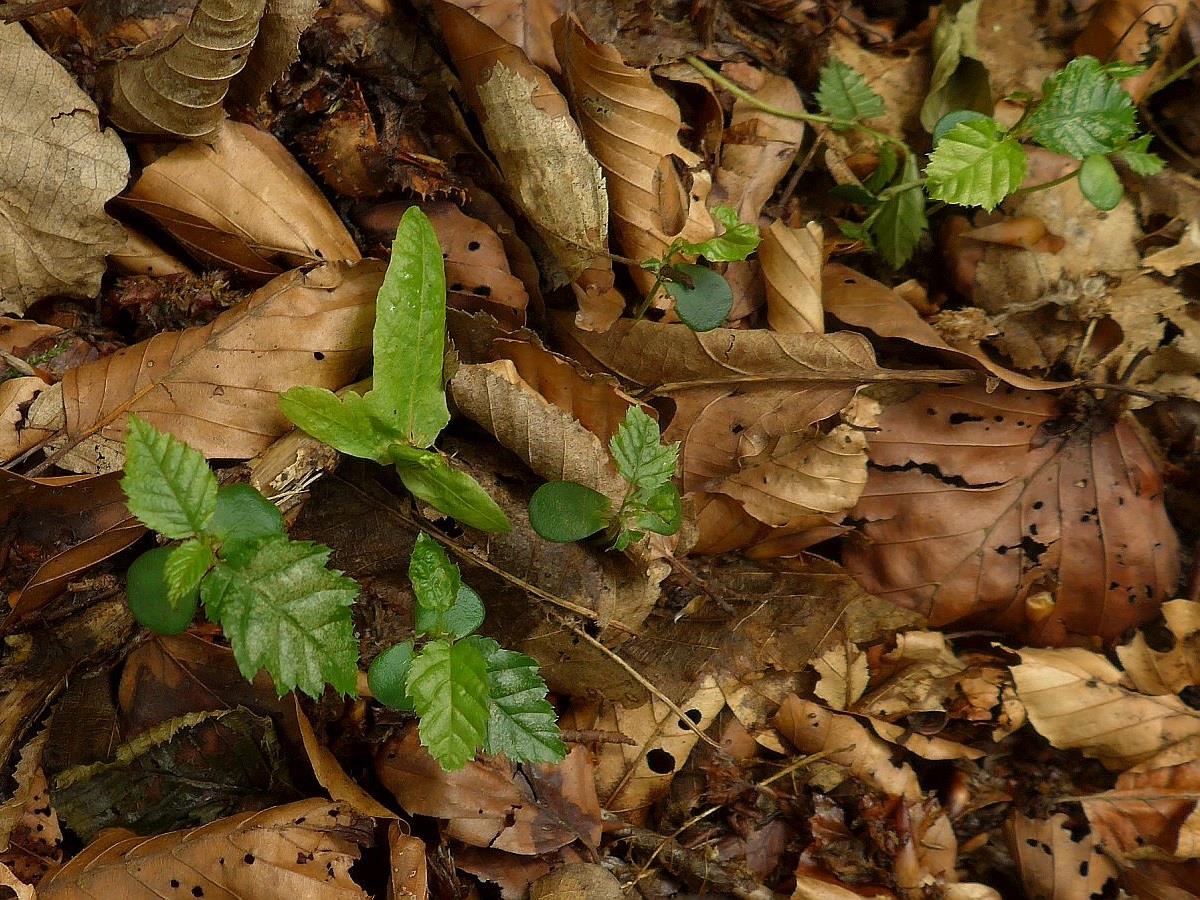 Carpinus betulus (door Hanneke Waller)