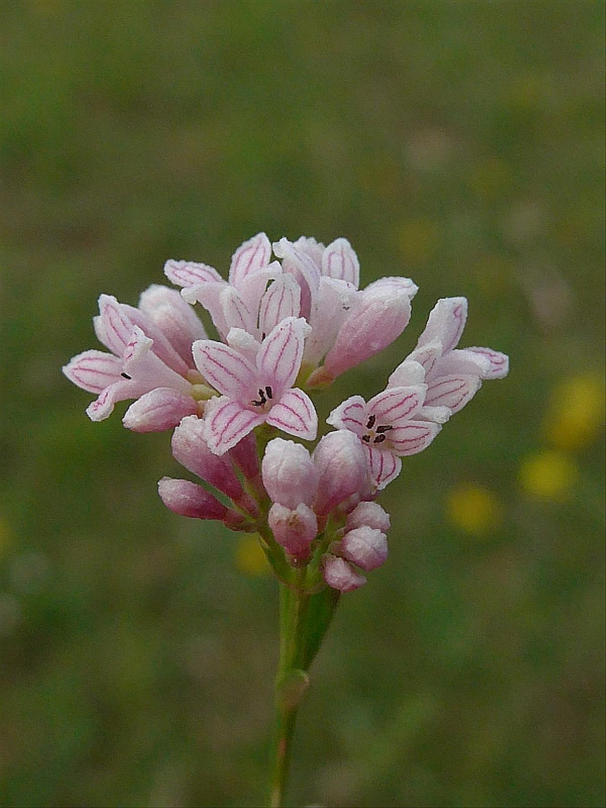 Asperula cynanchica (door Hanneke Waller)