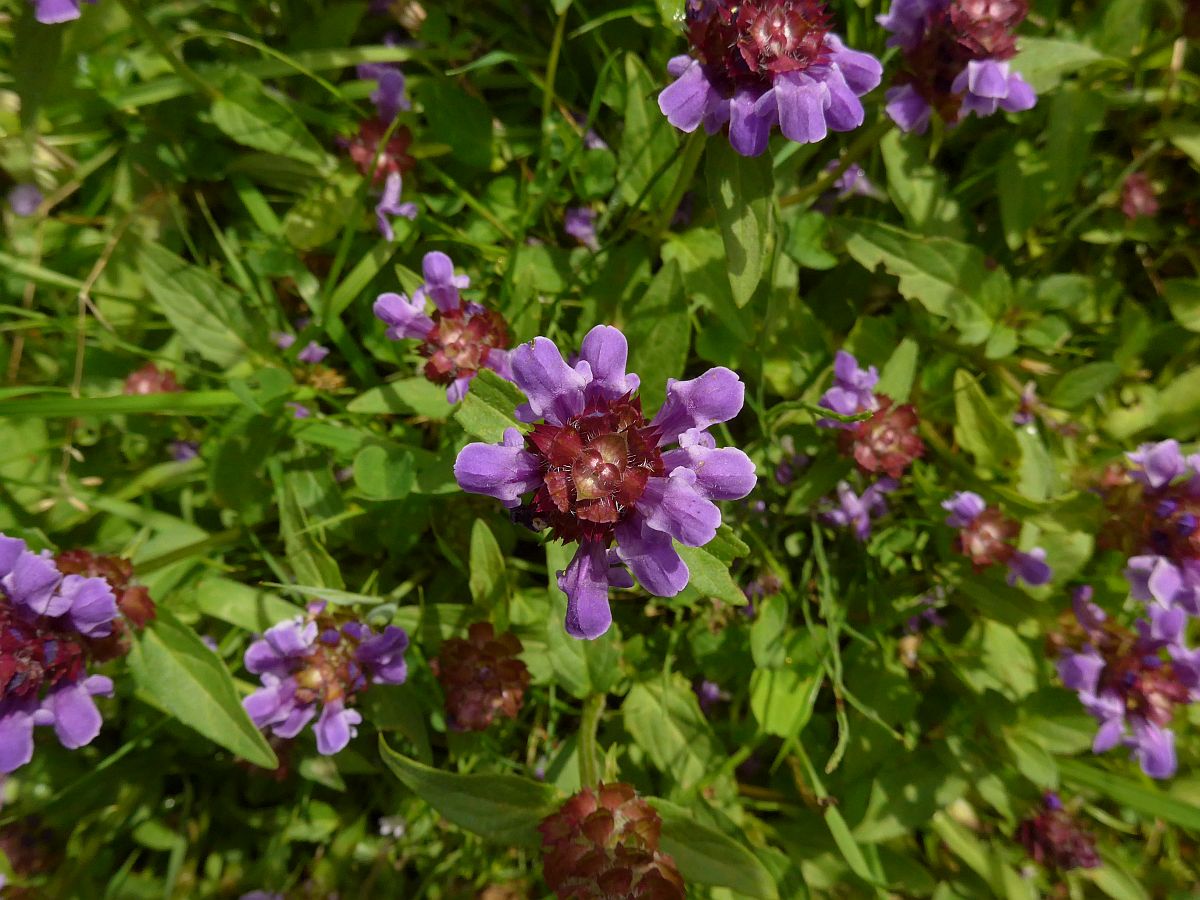 Prunella vulgaris (door Hanneke Waller)