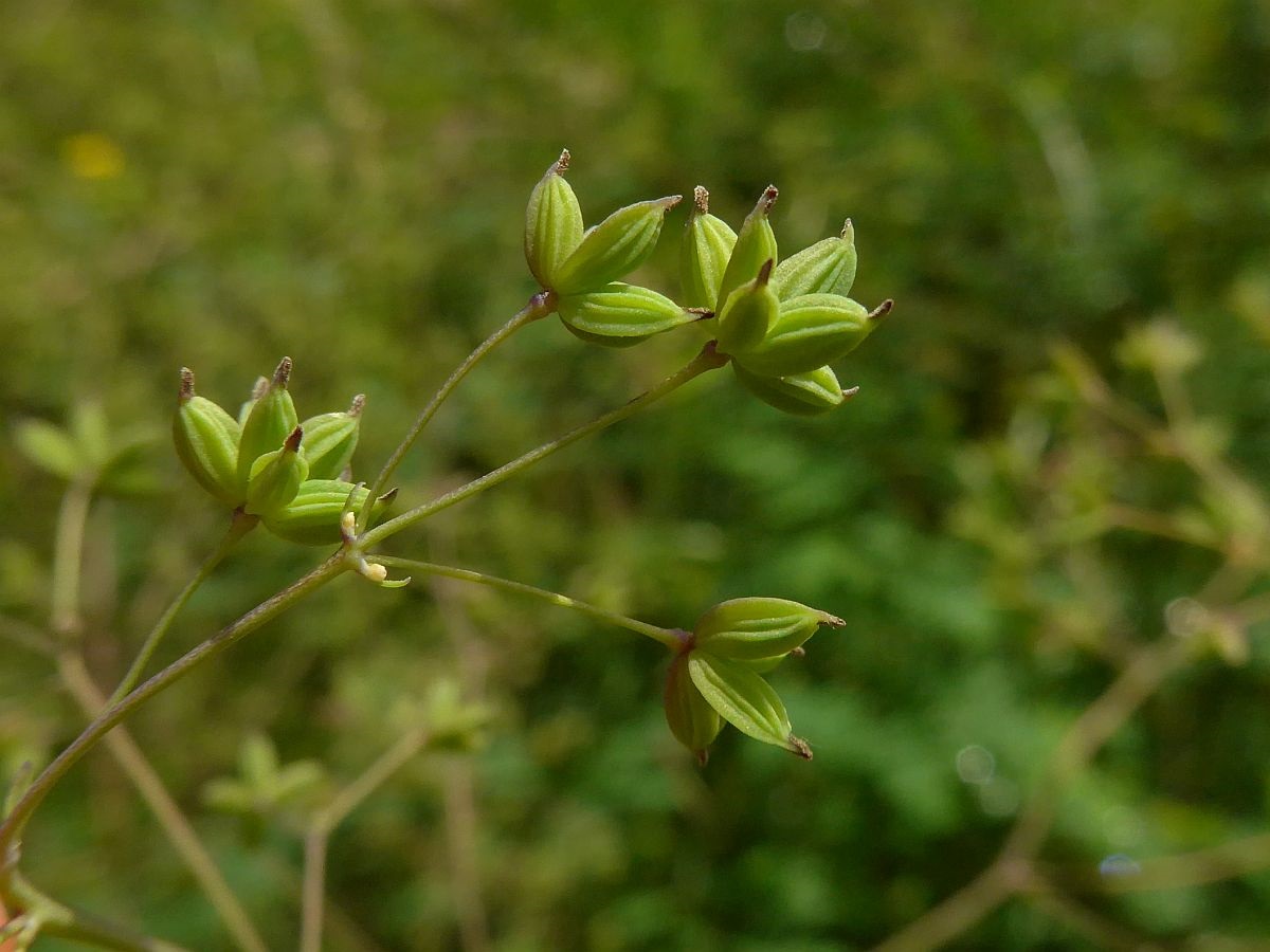 Thalictrum minus (door Hanneke Waller)