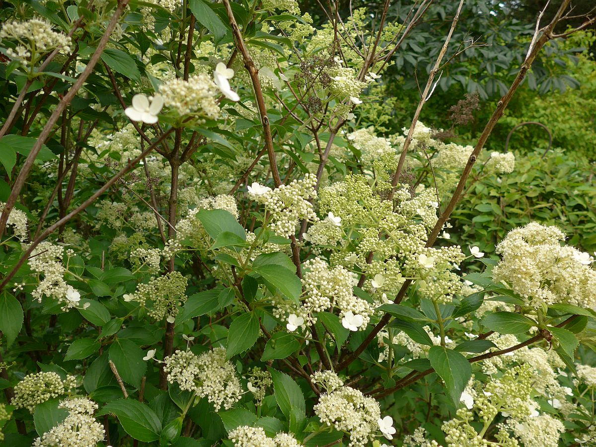 Hydrangea paniculata (door Hanneke Waller)